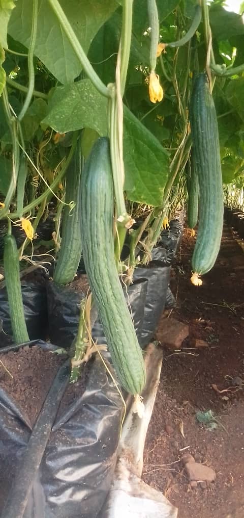 English Cucumber