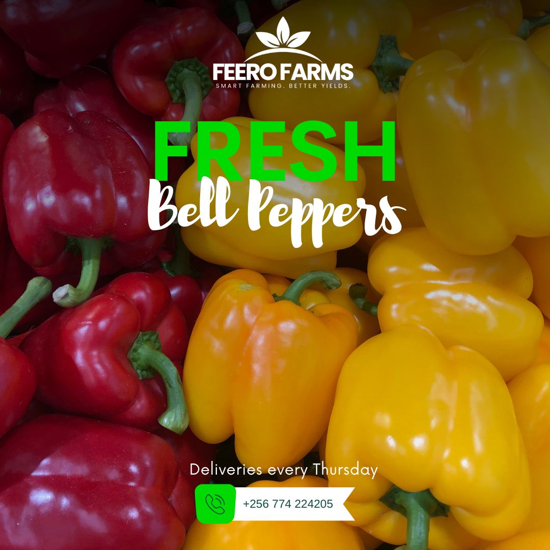 Bell Peppers