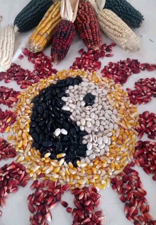 opv seed indigenous maize varieties have high nutritional value and adapted to all soil and climate smart.