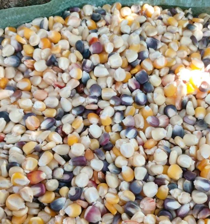 indigenous maize