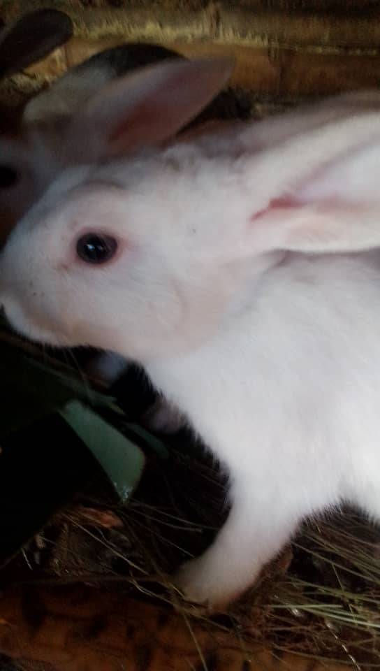 Rabbit
