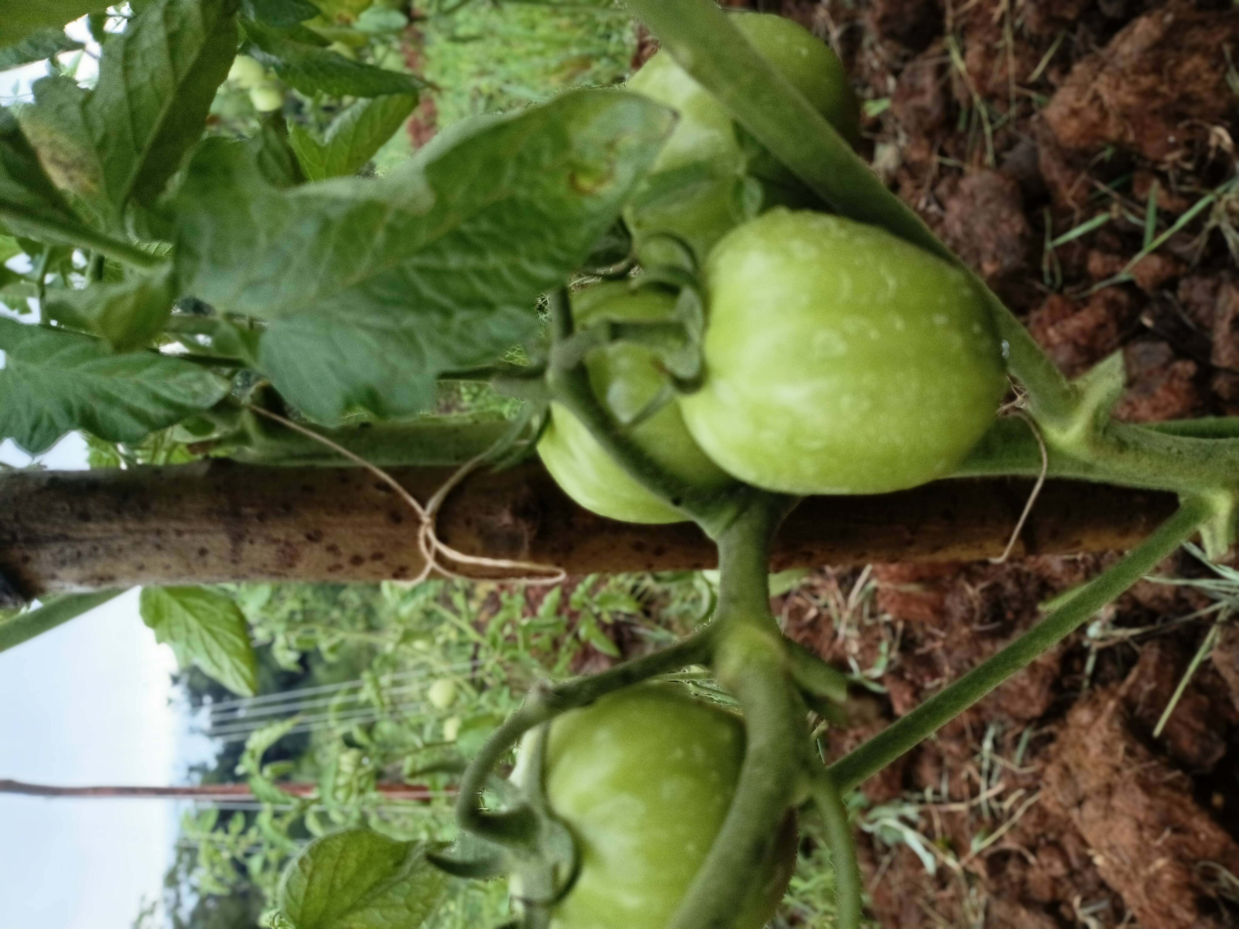 tomato,ansal F1