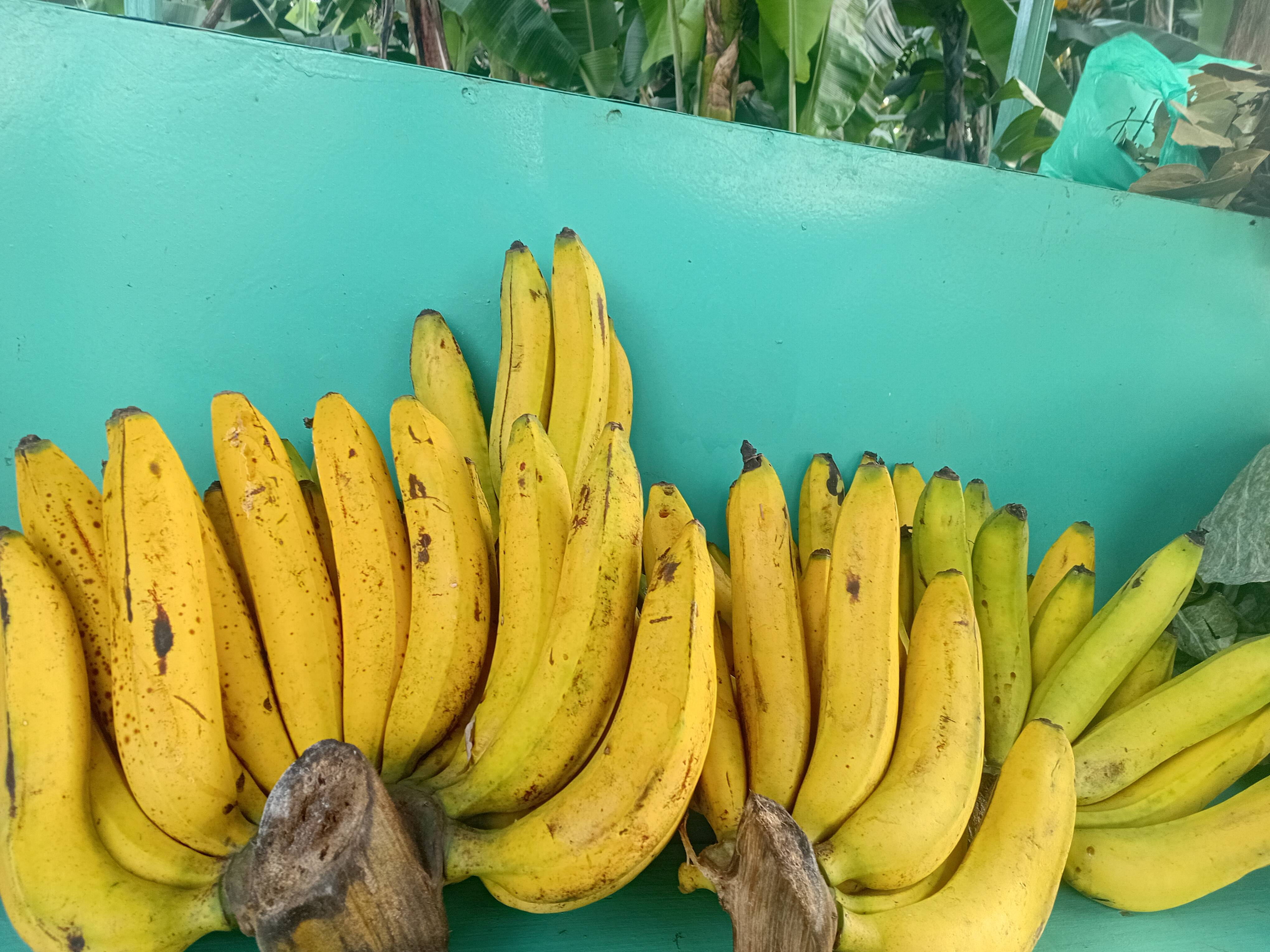 yellow bananas